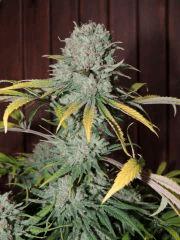 Respect (Reggae Seeds)