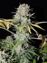 Respect (reggae Seeds)
