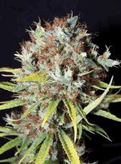 Mango Haze (Mr Nice)