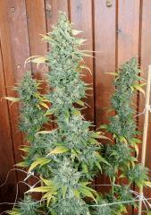 Diesel (Dinafem)