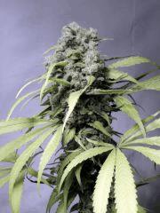 respect (Reggae Seeds)
