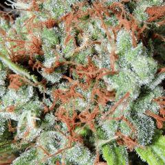 Mango Haze (Mr Nice)