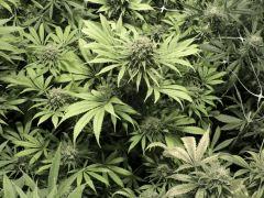 Respect (reggae Seeds)