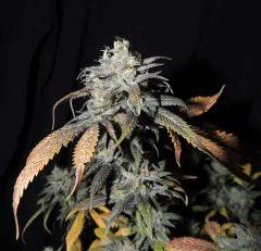 Chem 4 x OTM (Mosca Seeds)