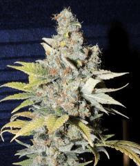 Diesel (Dinafem)