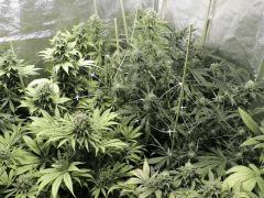 Diesel, Mango haze, Respect, Shark Shock, Chem 4 x OTM
