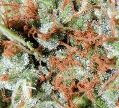 Mango Haze (Mr Nice)