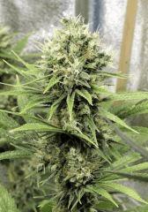 Mango Haze