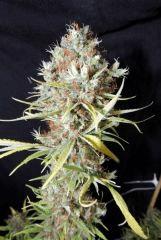 Mango Haze (Mr Nice)