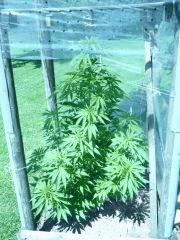 Early Skunk 2012