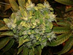 Xhaze