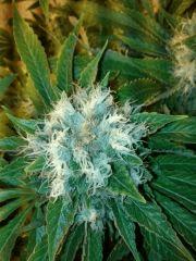 Xhaze