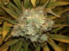 Skunk#1