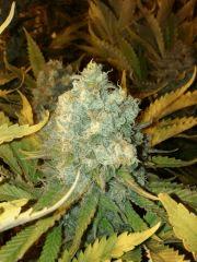 Skunk#1