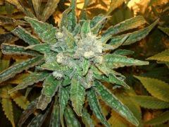 Silver haze #9