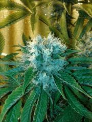Xhaze