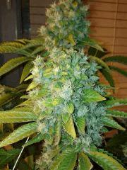 Xhaze