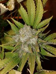 White widow