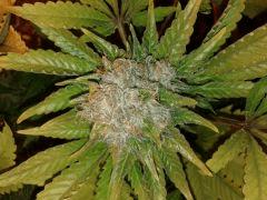 White widow