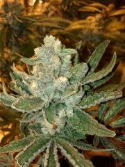 Silver haze #9
