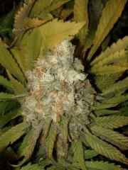 Skunk#1