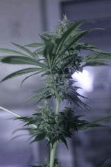 FLO+56(4)
