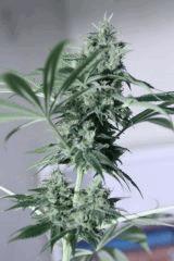 FLO+62(4)