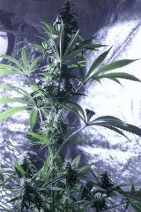 FLO+46(11)