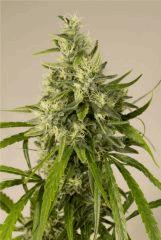 HSO TRAINWRECK