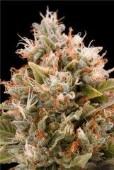 HSO Chemdawg