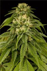 HSO LEMON JUICE EXPRESS