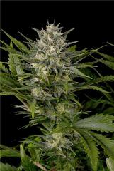HSO PINNEAPLE SKUNK