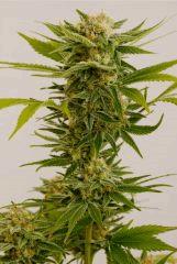 HSO SOUR DIESEL