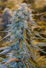 HSO BLUE DREAM