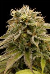 HSO LEMON THAI