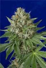 HSO   OG KUSH