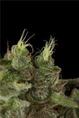 HSO BUBBA KUSH