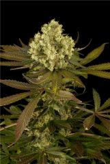 HSO SOUR BLUEBERRY