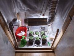 Scrog a roulette