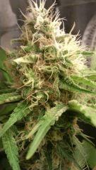 Channel+ Medical Seeds