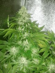Special Kush FLO+47
