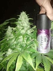 special kush