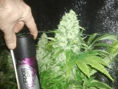 Special kush P2 FLO+47