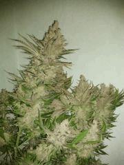 Double G