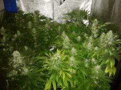 vue d ensemble de Mes 4 Belles Filles 10 Semaines depuis graines (90*90*160  400w mh&hps)