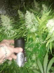 S Kush FLO+47