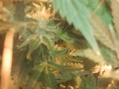 otre branche meme pied special kush