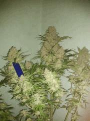 Critical 47 noir+6 echelle de comparaison gros briquet "BIC"