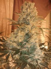 tete principale critical47 Flo+54