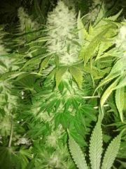 S.Kush FLO+47